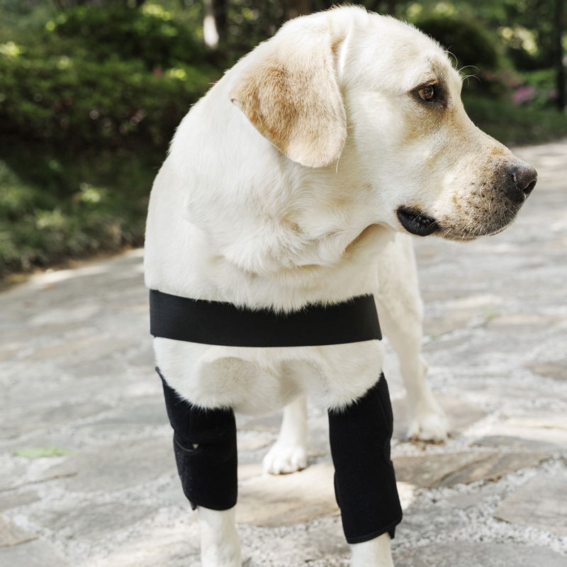  Cosiki Dog Elbow Brace Protector, Spring Webbing Dog Recovery  Front Legs Sleeve Soft Comfortable Polyester for Pet for Arthritis (S) :  寵物用品