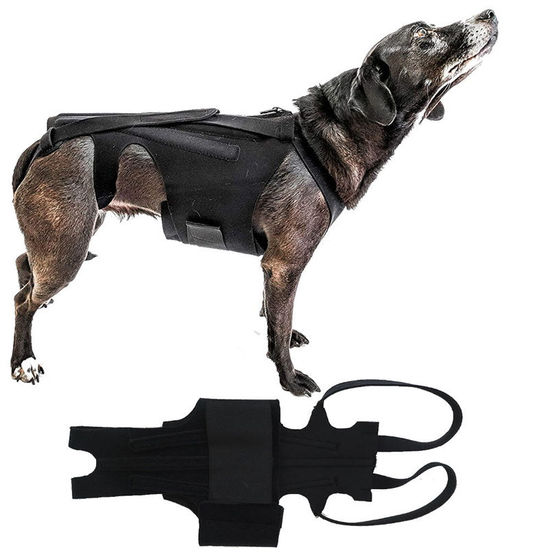 Ivdd dog hotsell back brace