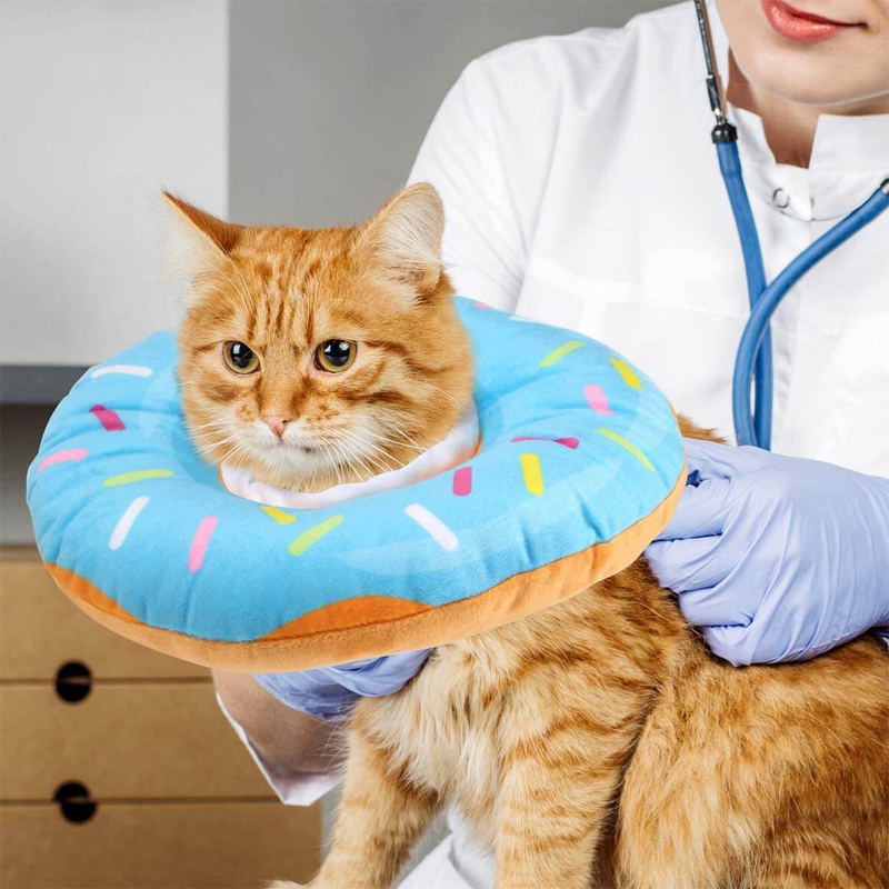 A-blue cat donut cone