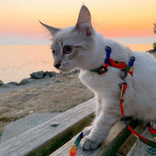 Load image into Gallery viewer, HiFuzzyPet Easy Control Cat Harness and Leash Set for Walking
